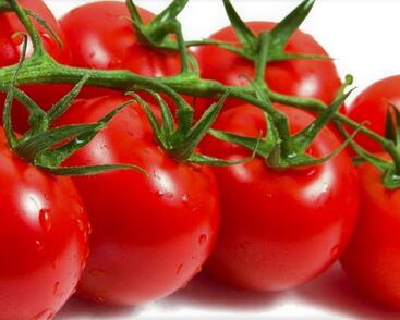 Rajče tyčkové F1 'Galant'