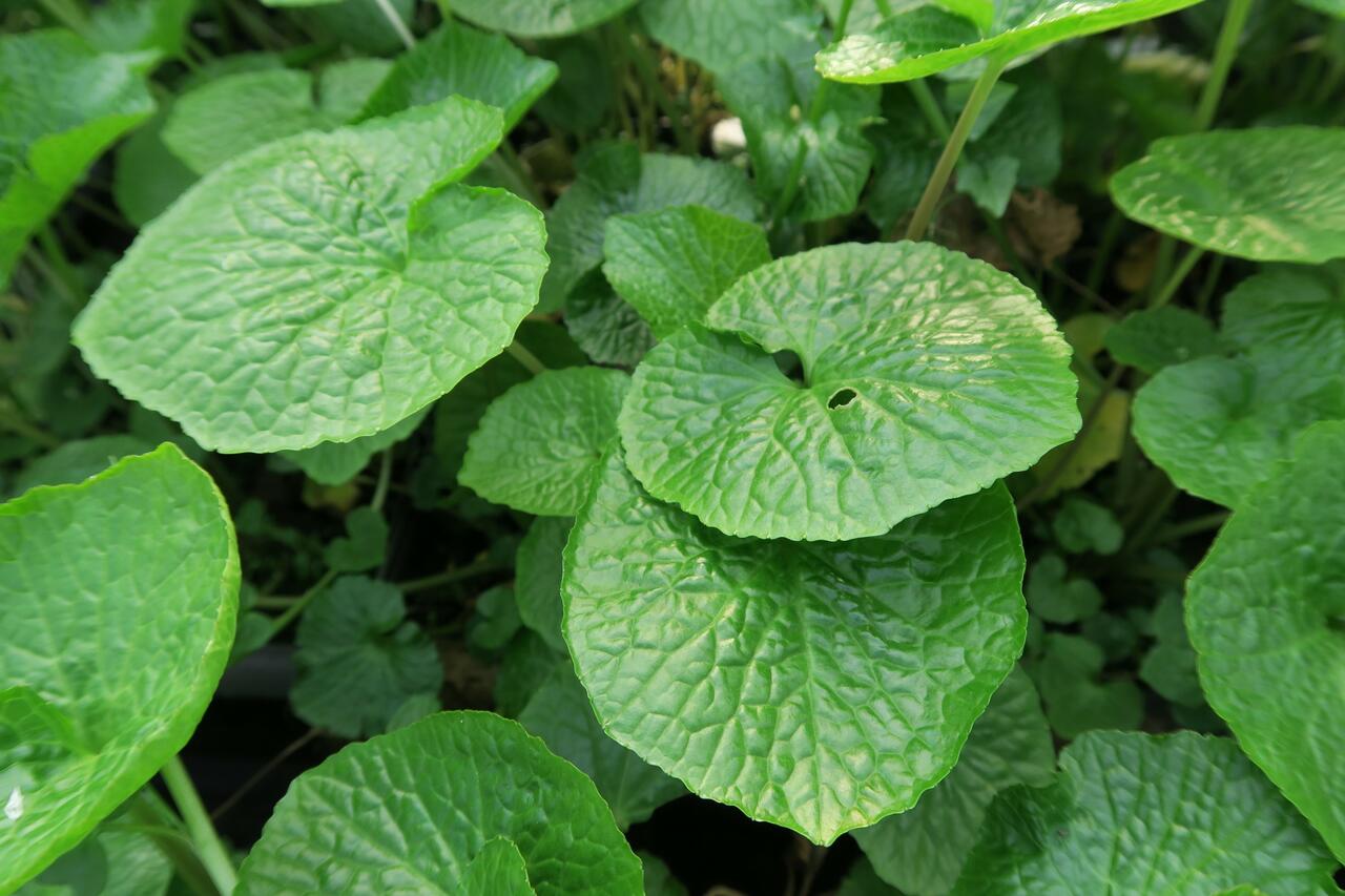 Wasabi 'Mephisto Green' Wasabia japonica 'Mephisto Green