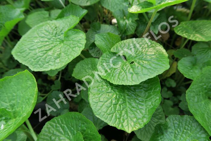 Wasabi 'Mephisto Green' - Wasabia japonica 'Mephisto Green'