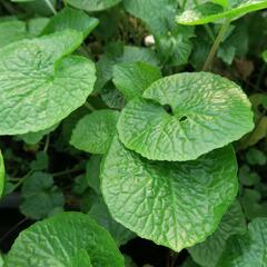 Wasabi 'Mephisto Green' - Wasabia japonica 'Mephisto Green'