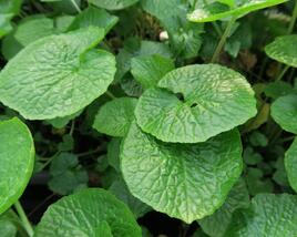 Wasabi 'Mephisto Green'