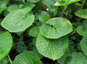 Wasabi 'Mephisto Green' - Wasabia japonica 'Mephisto Green'