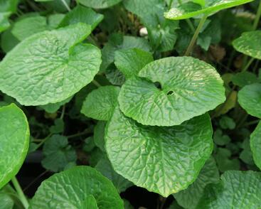 Wasabi 'Mephisto Green'