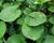 Wasabi 'Mephisto Green'
