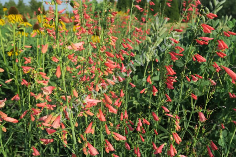 Dračík vousatý 'Coccineus' - Penstemon barbatus 'Coccineus'