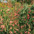 Dračík vousatý 'Coccineus' - Penstemon barbatus 'Coccineus'