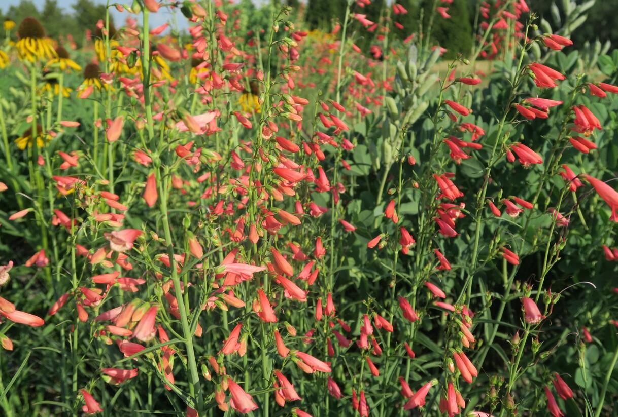 Dračík vousatý 'Coccineus' - Penstemon barbatus 'Coccineus'
