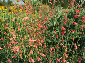 Dračík vousatý 'Coccineus' - Penstemon barbatus 'Coccineus'