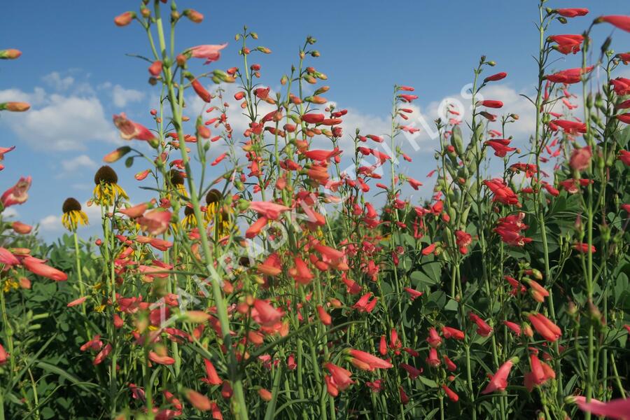Dračík vousatý 'Coccineus' - Penstemon barbatus 'Coccineus'