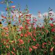 Dračík vousatý 'Coccineus' - Penstemon barbatus 'Coccineus'