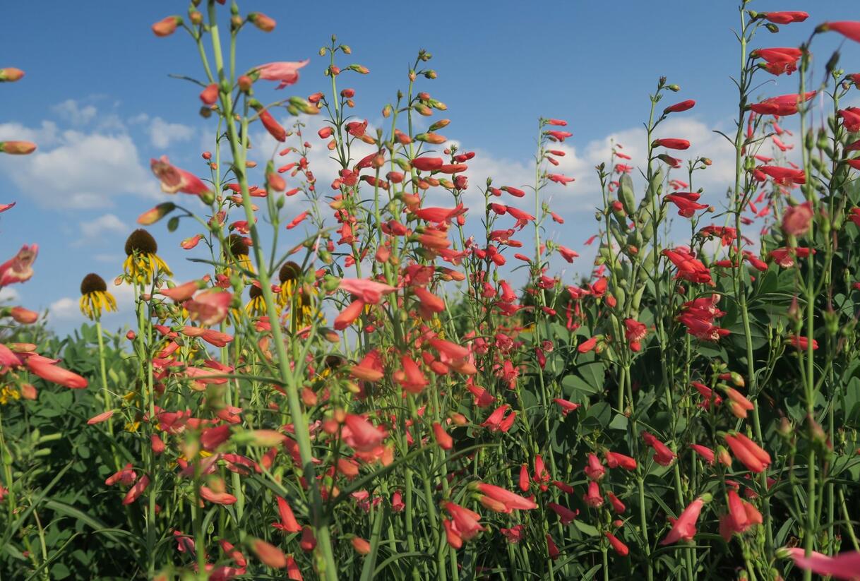Dračík vousatý 'Coccineus' - Penstemon barbatus 'Coccineus'