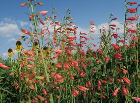Dračík vousatý 'Coccineus' - Penstemon barbatus 'Coccineus'
