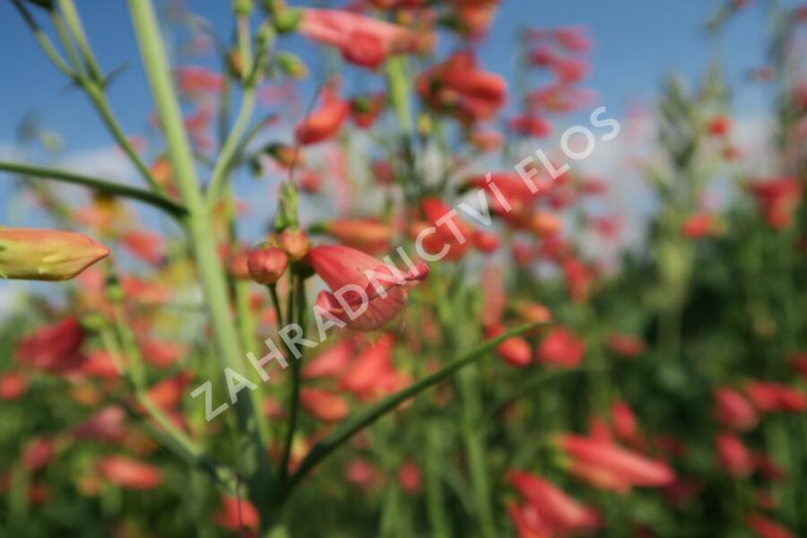 Dračík vousatý 'Coccineus' - Penstemon barbatus 'Coccineus'