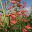 Dračík vousatý 'Coccineus' - Penstemon barbatus 'Coccineus'