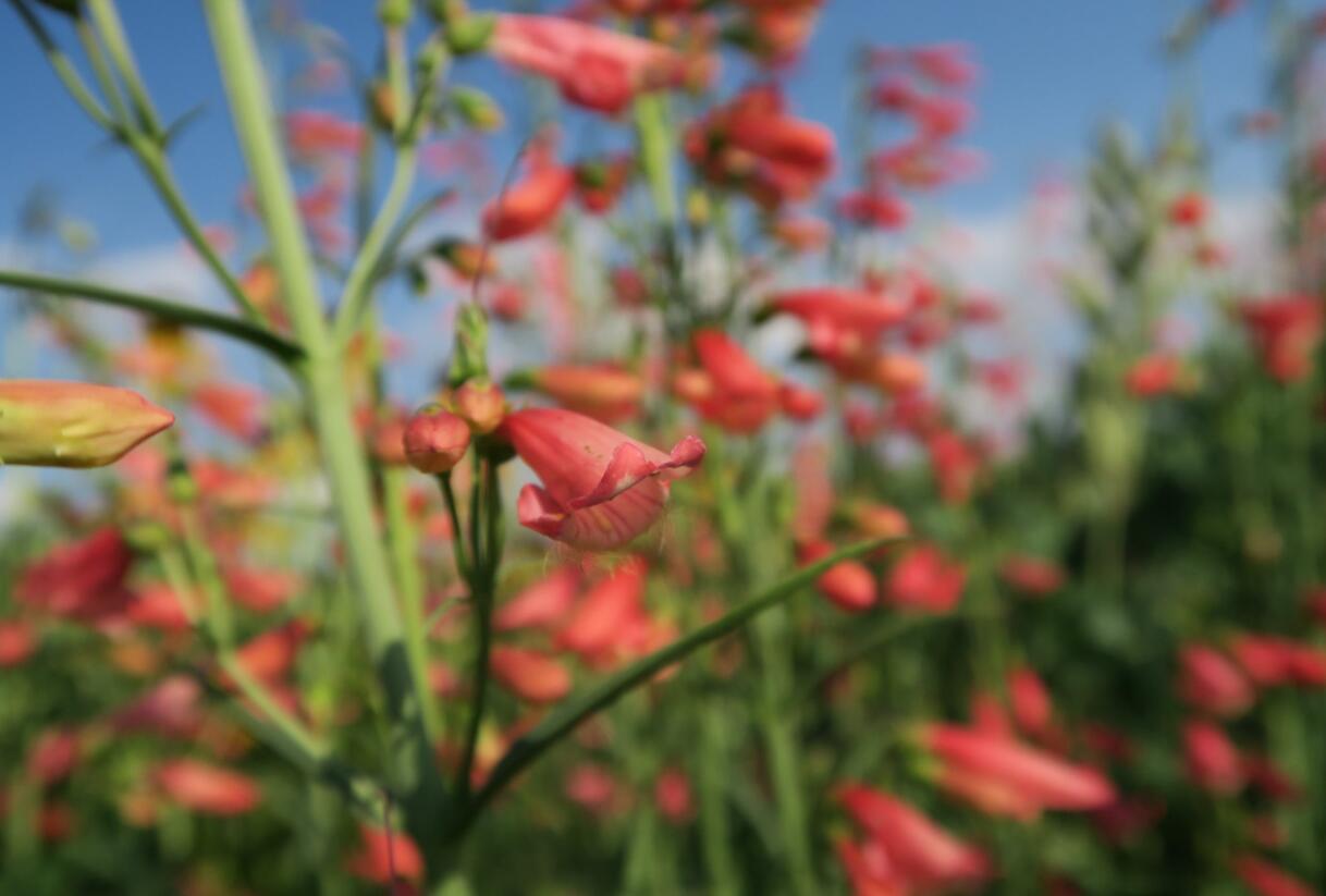 Dračík vousatý 'Coccineus' - Penstemon barbatus 'Coccineus'