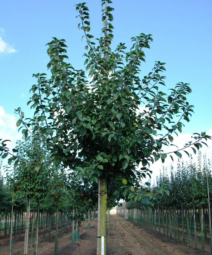 Jabloň lesní - Malus sylvestris