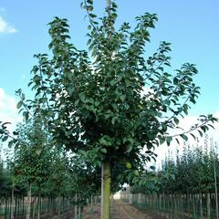 Jabloň lesní - Malus sylvestris