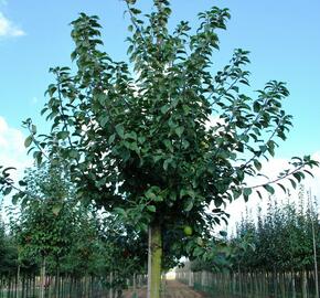 Jabloň lesní - Malus sylvestris