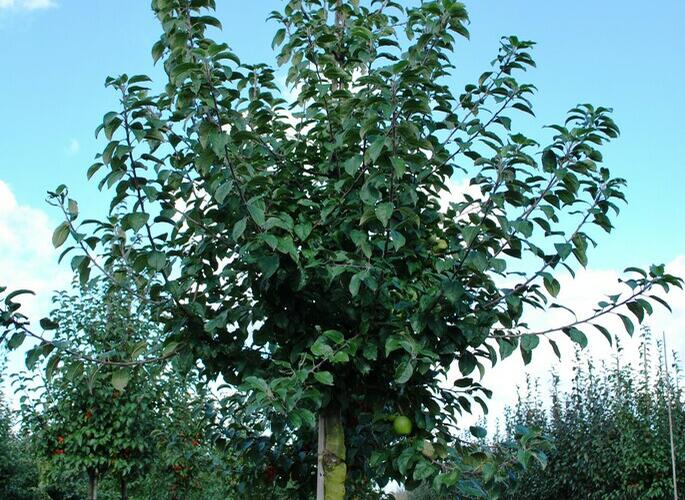 Jabloň lesní - Malus sylvestris