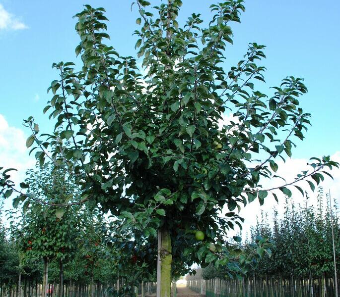 Jabloň lesní - Malus sylvestris