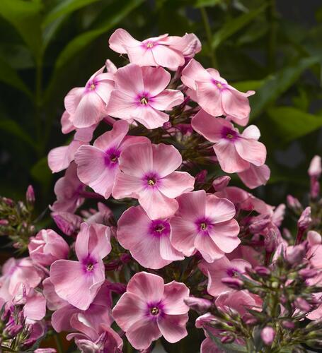 Plamenka latnatá 'Sweet Summer Compact Pink with Eye' - Phlox paniculata 'Sweet Summer Compact Pink with Eye'