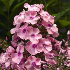 Plamenka latnatá 'Sweet Summer Compact Pink with Eye' - Phlox paniculata 'Sweet Summer Compact Pink with Eye'