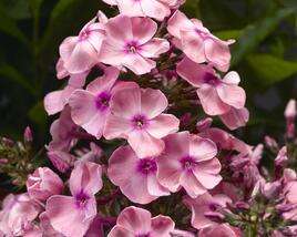 Plamenka latnatá 'Sweet Summer Compact Pink with Eye'