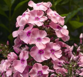 Plamenka latnatá 'Sweet Summer Compact Pink with Eye' - Phlox paniculata 'Sweet Summer Compact Pink with Eye'