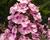 Plamenka latnatá 'Sweet Summer Compact Pink with Eye'