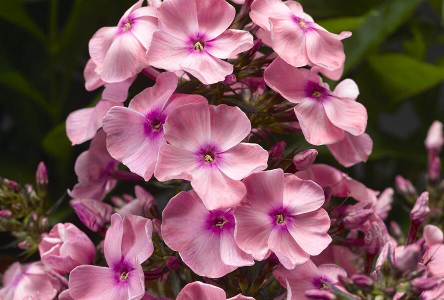 Plamenka latnatá 'Sweet Summer Compact Pink with Eye' - Phlox paniculata 'Sweet Summer Compact Pink with Eye'