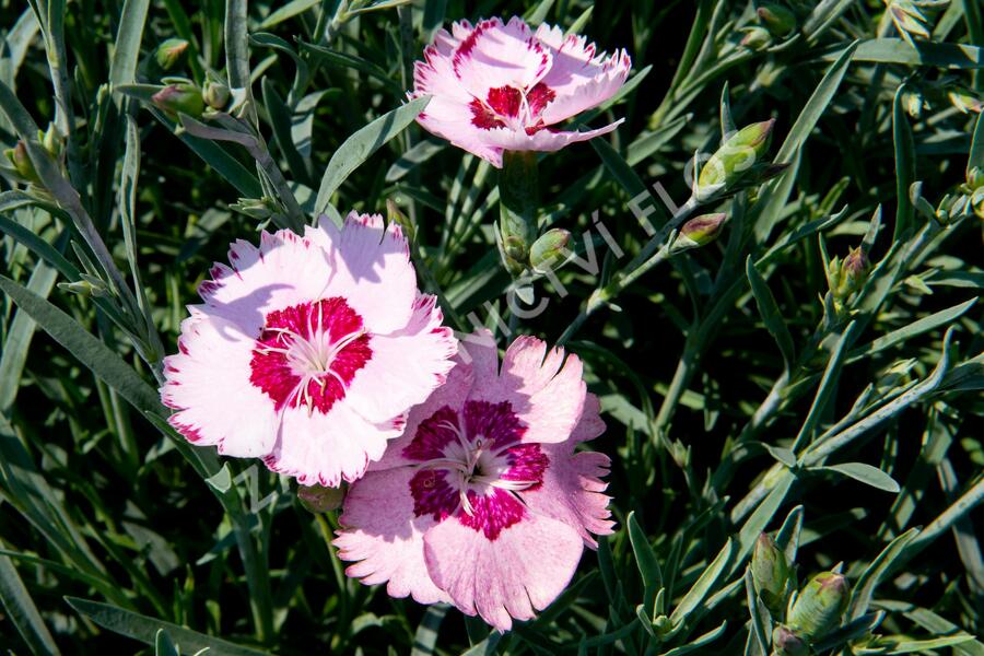 Hvozdík péřitý 'Angel of Peace' - Dianthus plumarius 'Angel of Peace'