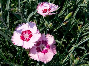 Hvozdík péřitý 'Angel of Peace' - Dianthus plumarius 'Angel of Peace'