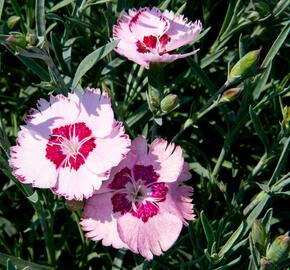 Hvozdík péřitý 'Angel of Peace' - Dianthus plumarius 'Angel of Peace'