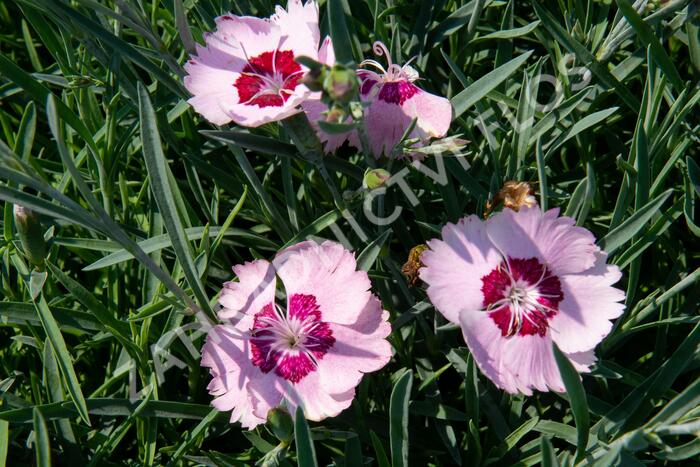 Hvozdík péřitý 'Angel of Peace' - Dianthus plumarius 'Angel of Peace'