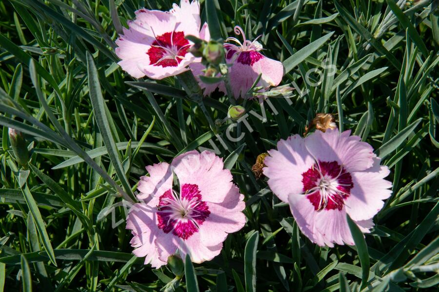 Hvozdík péřitý 'Angel of Peace' - Dianthus plumarius 'Angel of Peace'