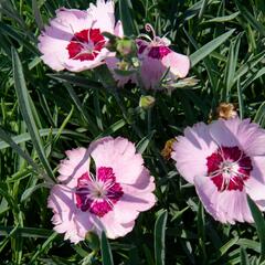 Hvozdík péřitý 'Angel of Peace' - Dianthus plumarius 'Angel of Peace'