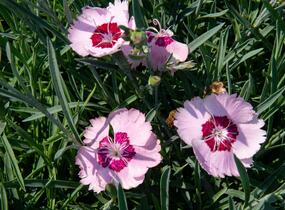 Hvozdík péřitý 'Angel of Peace' - Dianthus plumarius 'Angel of Peace'
