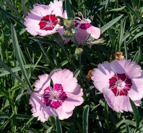 Hvozdík péřitý 'Angel of Peace' - Dianthus plumarius 'Angel of Peace'