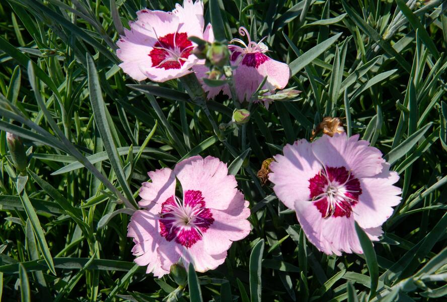 Hvozdík péřitý 'Angel of Peace' - Dianthus plumarius 'Angel of Peace'