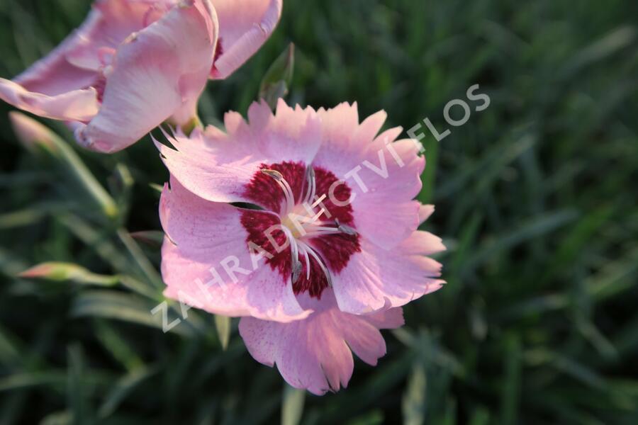Hvozdík péřitý 'Angel of Peace' - Dianthus plumarius 'Angel of Peace'