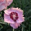 Hvozdík péřitý 'Angel of Peace' - Dianthus plumarius 'Angel of Peace'