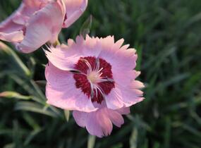 Hvozdík péřitý 'Angel of Peace' - Dianthus plumarius 'Angel of Peace'