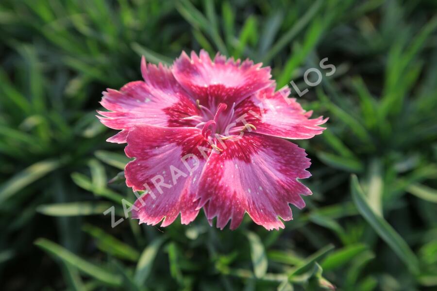 Hvozdík péřitý 'Angel of Desire' - Dianthus plumarius 'Angel of Desire'