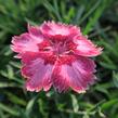 Hvozdík péřitý 'Angel of Desire' - Dianthus plumarius 'Angel of Desire'