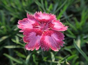 Hvozdík péřitý 'Angel of Desire' - Dianthus plumarius 'Angel of Desire'