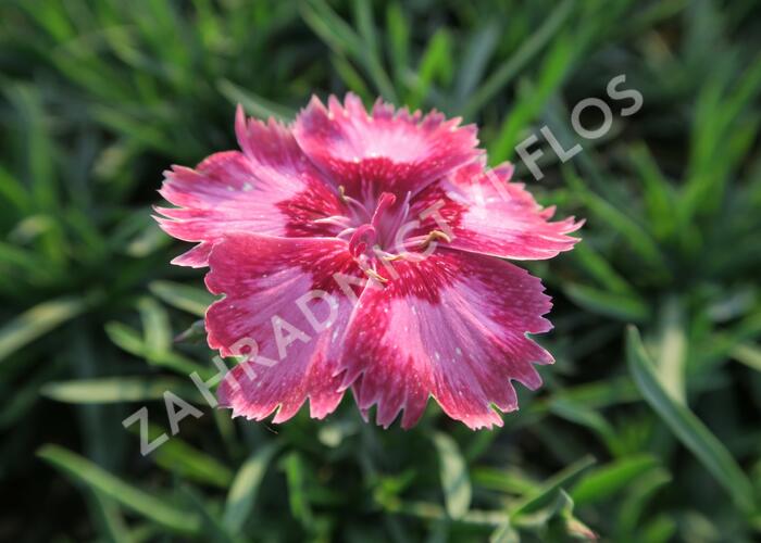 Hvozdík péřitý 'Angel of Desire' - Dianthus plumarius 'Angel of Desire'