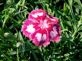 Hvozdík péřitý 'Angel of Desire' - Dianthus plumarius 'Angel of Desire'