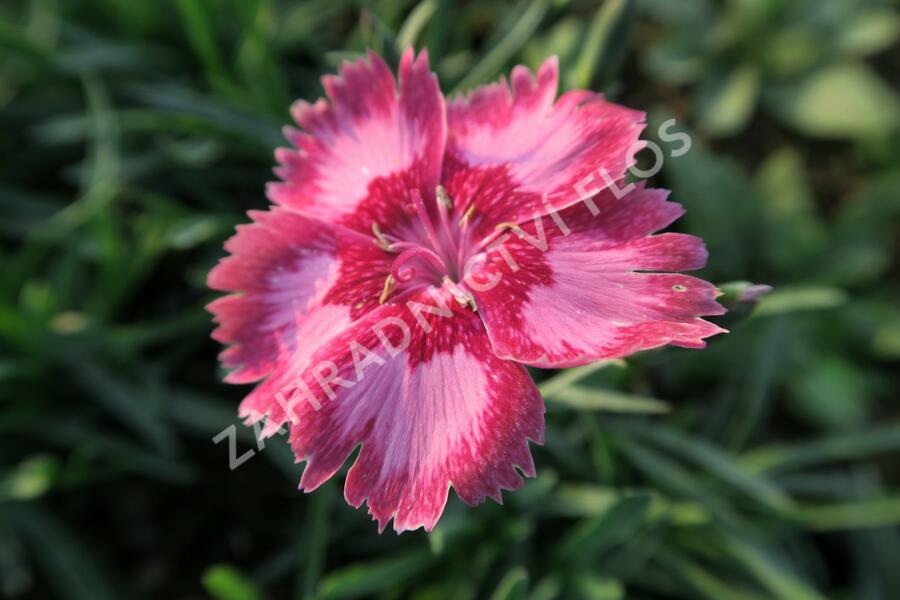 Hvozdík péřitý 'Angel of Desire' - Dianthus plumarius 'Angel of Desire'