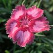 Hvozdík péřitý 'Angel of Desire' - Dianthus plumarius 'Angel of Desire'