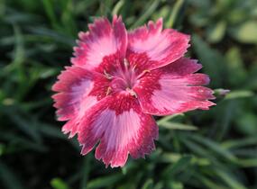 Hvozdík péřitý 'Angel of Desire' - Dianthus plumarius 'Angel of Desire'